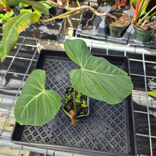 Load image into Gallery viewer, Philodendron Gloriosum, Pink Veined Back 4" pot, Fedex 2day*
