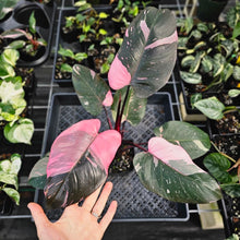 Load image into Gallery viewer, Philodendron Pink Princess Galaxy, Exact Plant Variegated Ships Nationwide
