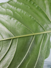 Load image into Gallery viewer, Propinquum, exact plant, Anthurium, ships nationwide
