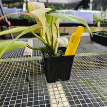 Load image into Gallery viewer, Philodendron Whipple Way, Exact Plant Variegated Ships Nationwide
