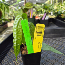 Load image into Gallery viewer, Anthurium Sp. Limon, Exact Plant Ships Nationwide
