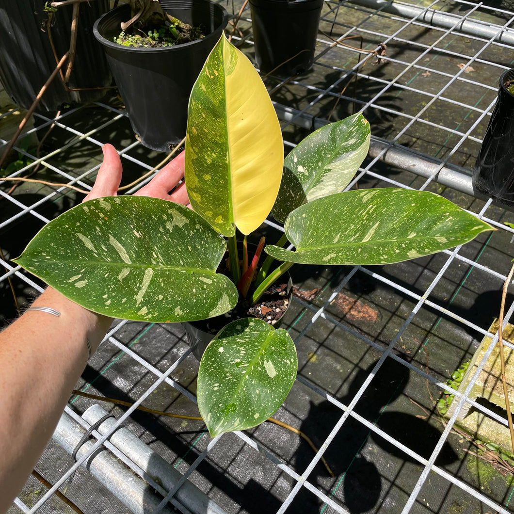 Philodendron Green Congo Nuclear, Exact Plant Variegated