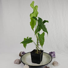 Load image into Gallery viewer, Anthurium Balaoanum &quot;Dussii&quot;, Exact Plant Ships Nationwide
