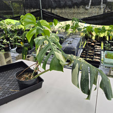 Load image into Gallery viewer, Monstera Borsigiana Albo Deliciosa, Exact Plant Variegated Ships Nationwide
