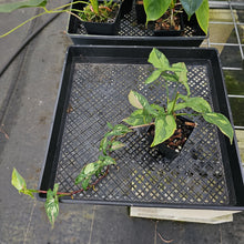 Load image into Gallery viewer, Syngonium Red Spot Tricolor, Exact Plant Variegated Ships Nationwide
