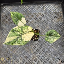 Load image into Gallery viewer, Alocasia dragon scale albo Exact Plant Ships Nationwide
