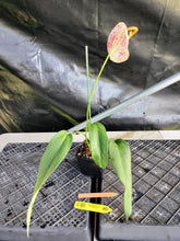 Load image into Gallery viewer, Anthurium Scherzerianum "Pig Tail", Exact Plant Speckled Ships Nationwide
