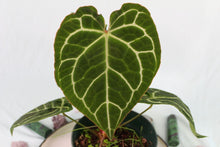 Load image into Gallery viewer, Anthurium Crystallinum Exact Plant
