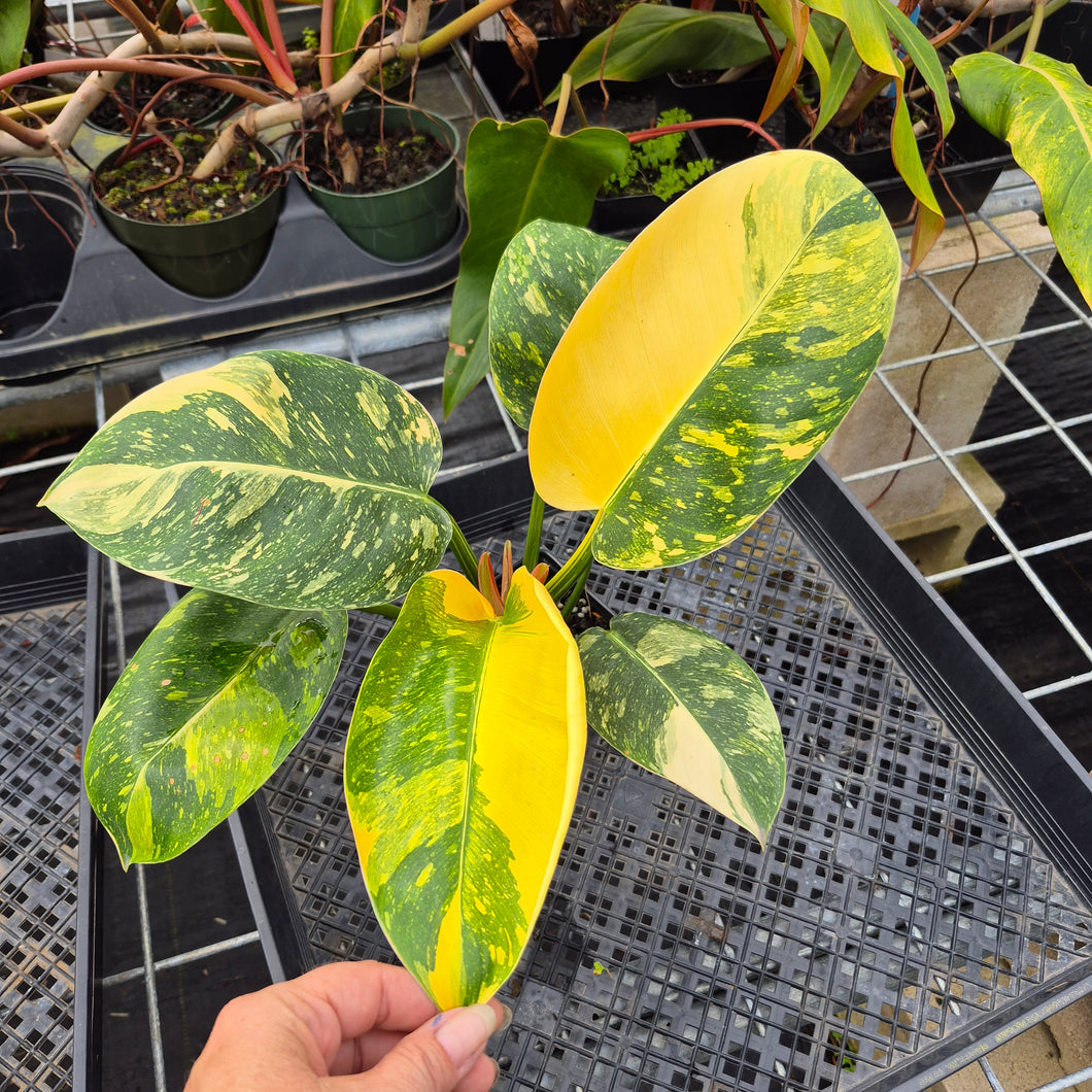 Philodendron Green Congo Nuclear, Exact Plant Variegated Ships Nationwide