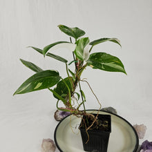 Load image into Gallery viewer, Philodendron White Princess, Exact Plant Variegated Ships Nationwide
