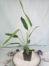 Load image into Gallery viewer, Pseudo Spectabile, exact plant, Anthurium, ships nationwide
