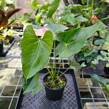 Load image into Gallery viewer, Anthurium Shibori, Exact Plant Variegated 1 gallon pot
