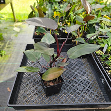 Load image into Gallery viewer, Philodendron Royal Queen, Exact Plant Ships Nationwide

