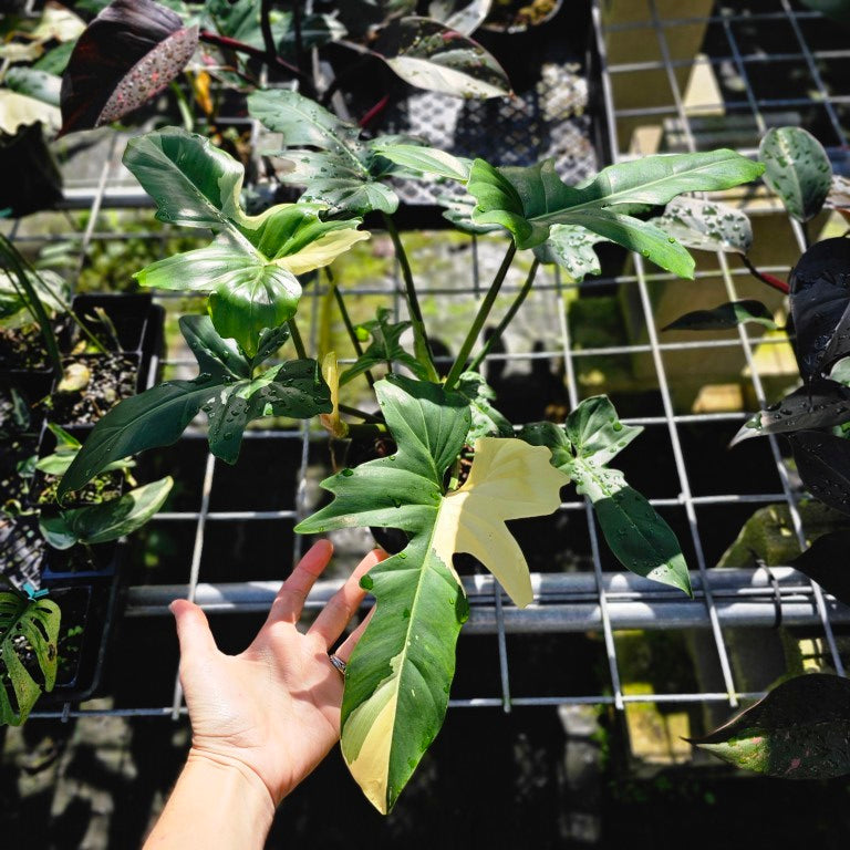 Philodendron Golden Dragon, Exact Plant Variegated