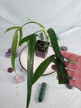 Load image into Gallery viewer, Holtonianum, exact plant, Philodendron, ships nationwide
