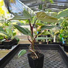 Load image into Gallery viewer, Philodendron Dark Lord, Exact Plant Ships Nationwide
