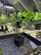 Load image into Gallery viewer, Anthurium Brownii, Exact Plant
