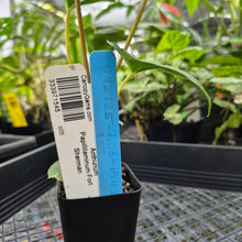 Load image into Gallery viewer, Anthurium Papillilaminum Fort Sherman, Exact Plant Ships Nationwide
