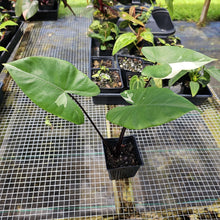 Load image into Gallery viewer, Alocasia Macrorhizza Black Stem, Exact Plant Variegated
