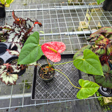 Load image into Gallery viewer, Anthurium Andreaenum Starlight Splash, Exact Plant, speckled
