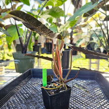 Load image into Gallery viewer, Philodendron Atabapoense Dark Form, Exact Plant Ships Nationwide
