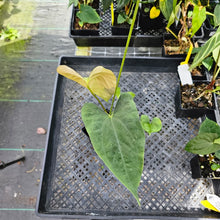 Load image into Gallery viewer, Anthurium Papillilaminum Fort Sherman X ( FS X Ralph Lynam), Exact Plant Ships Nationwide
