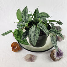 Load image into Gallery viewer, Scindapsus Silver Lady, Exact Plant multi pot of 5 Ships Nationwide
