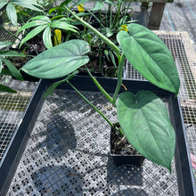 Load image into Gallery viewer, Syngonium Chiapense, Exact Plant Ships Nationwide

