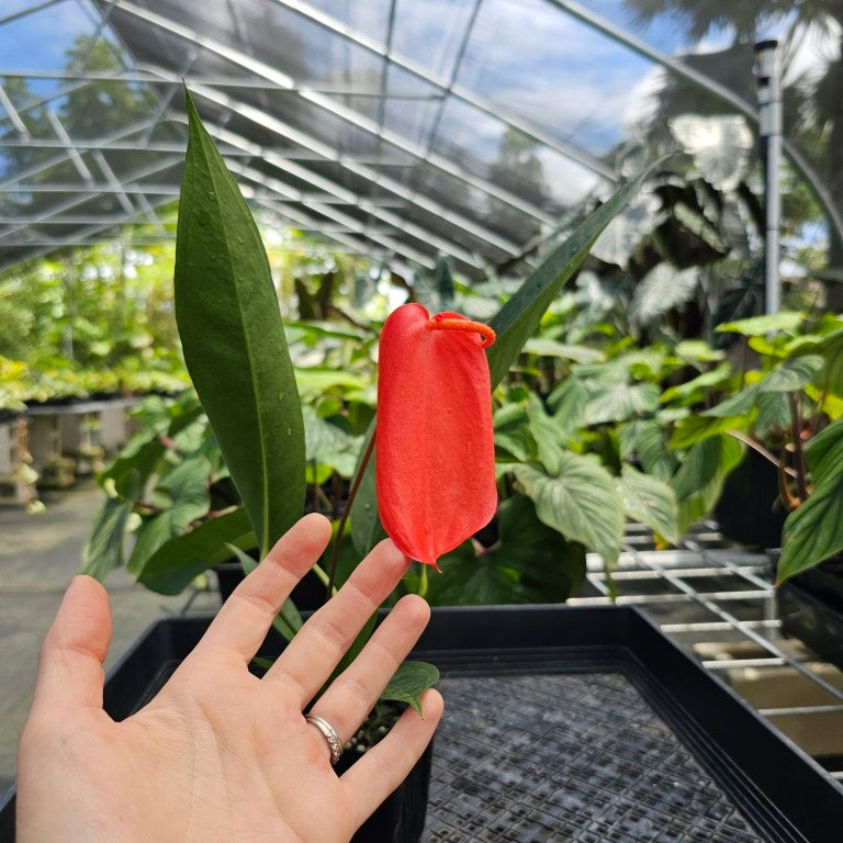 Anthurium Sherzerianum 