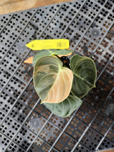 Load image into Gallery viewer, Philodendron Melanochrysum, Exact Plant Variegated Ships Nationwide
