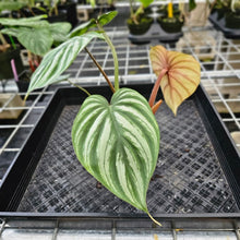 Load image into Gallery viewer, Philodendron Plowmanii, Exact Plant Round Form Ships Nationwide
