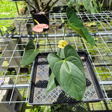 Load image into Gallery viewer, Anthurium Shibori Variegated exact plant, Fedex 2day*
