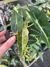 Load image into Gallery viewer, Alocasia Polly Aurea variegated 2.5" pot, Fedex 2day*
