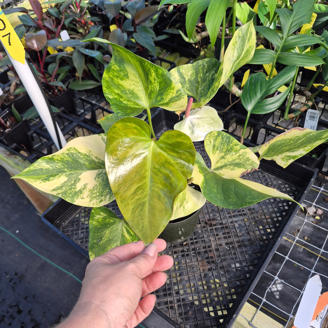 Anthurium Andraeanum White Heart, Exact Plant Variegated Ships Nationwide