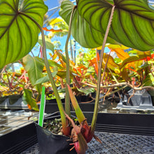 Load image into Gallery viewer, Philodendron Plowmanii, Exact Plant Ships Nationwide

