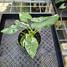 Load image into Gallery viewer, Alocasia Odora, Okinawa Silver, Exact Plant Variegated Multi pot of 3+
