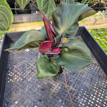 Load image into Gallery viewer, Philodendron Red Heart, Exact Plant Ships Nationwide
