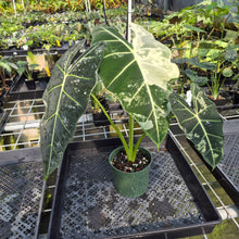 Load image into Gallery viewer, Alocasia Frydek Variegated exact plant, Fedex 2day*

