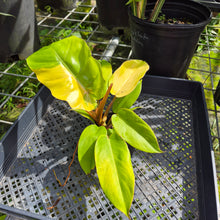 Load image into Gallery viewer, Philodendron Jungle Fever Yellow, Exact Plant Ships Nationwide
