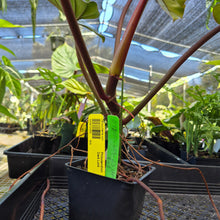 Load image into Gallery viewer, Philodendron Dark Lord, Exact Plant Ships Nationwide
