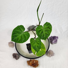 Load image into Gallery viewer, Philodendron Verrucosum, Exact Plant Ships Nationwide
