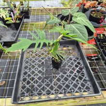 Load image into Gallery viewer, Philodendron Florida Beauty X Tortum, Exact Plant green Form Ships Nationwide
