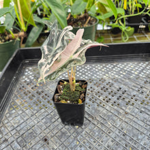 Load image into Gallery viewer, Alocasia nobilis pink Variegated Ships Nationwide
