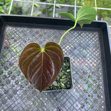 Load image into Gallery viewer, Anthurium Moodeanum, Exact Plant
