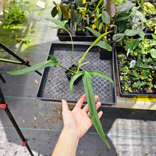 Load image into Gallery viewer, Philodendron Holtonianum, Exact Plant Ships Nationwide
