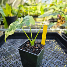 Load image into Gallery viewer, Alocasia Gageana Aurea, Exact Plant Variegated
