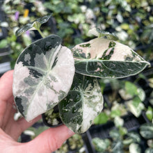 Load image into Gallery viewer, Alocasia Black Velvet Pink variegated 2.5" pot, Fedex 2day*
