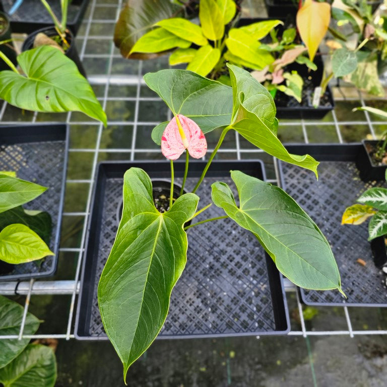 Anthurium Shibori, Exact Plant Variegated