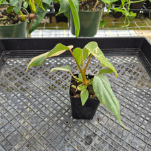 Load image into Gallery viewer, Philodendron Gloriosum Exact Plant Ships nationwide
