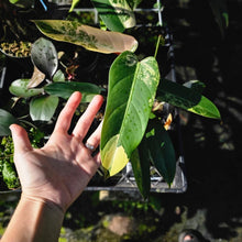 Load image into Gallery viewer, Philodendron Whipple Way, Exact Plant Variegated
